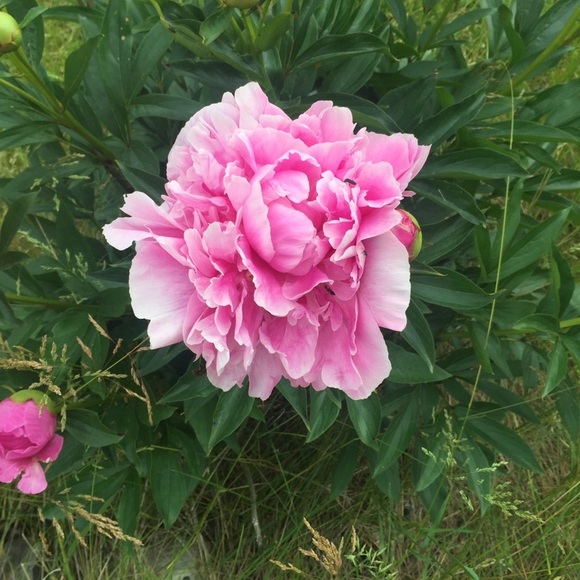 Meet your Posher, Tamara - Picture 5 of 13